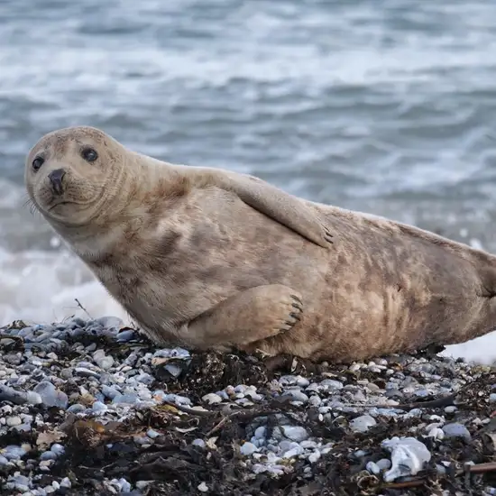 Image related to Chilkat State Park
