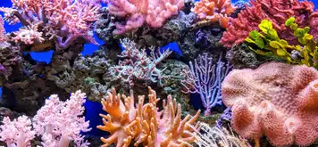 Image related to Marine Park