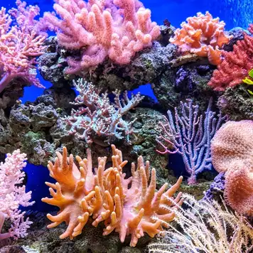 Image related to Marine Park