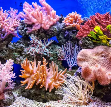 Image related to Marine Park