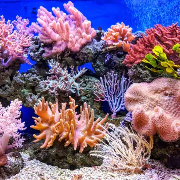 Image related to Marine Park