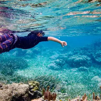 Image related to Snorkelling