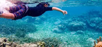 Image related to Snorkelling