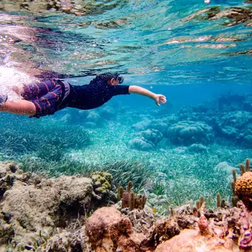 Image related to Snorkelling