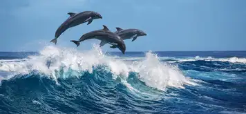 Image related to Ocean World Dolphin Encounter