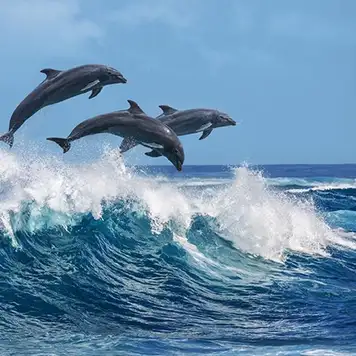 Image related to Ocean World Dolphin Encounter