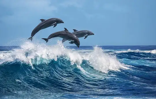 Image related to Ocean World Dolphin Encounter