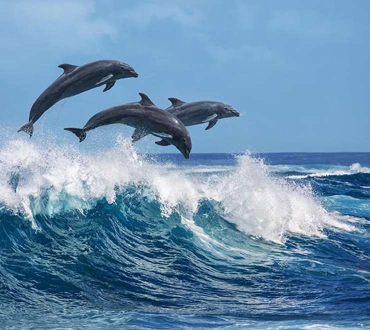 Ocean World Dolphin Encounter