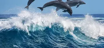 Image related to Ocean World Dolphin Encounter