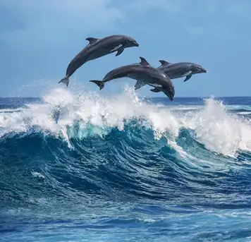 Image related to Ocean World Dolphin Encounter