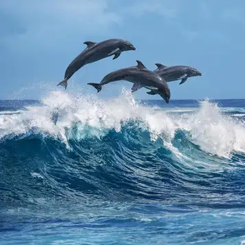 Image related to Ocean World Dolphin Encounter