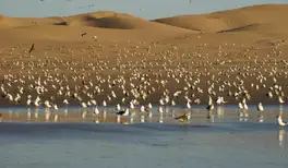 Image related to Agadir Bird Valley
