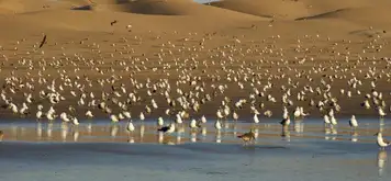 Image related to Agadir Bird Valley