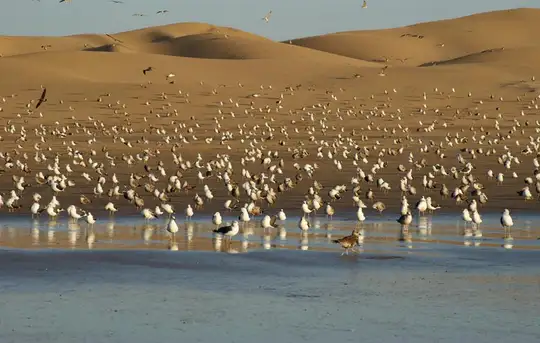 Image related to Agadir Bird Valley
