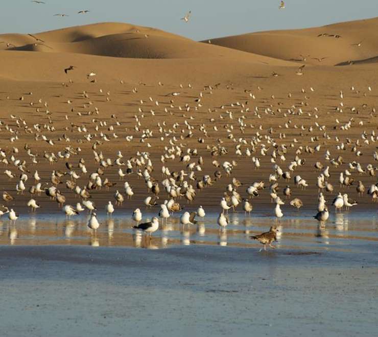 Agadir Bird Valley