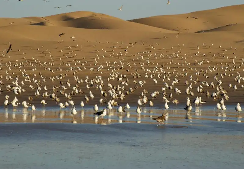 Agadir Bird Valley Morocco
