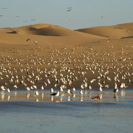 Agadir Bird Valley