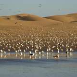 Agadir Bird Valley Morocco