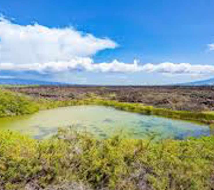 Punta Moreno, Isabela Island