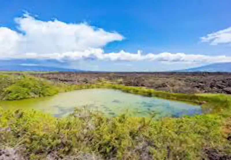 Punta Moreno, Isabela Island