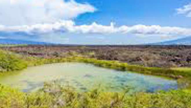 Punta Moreno, Isabela Island