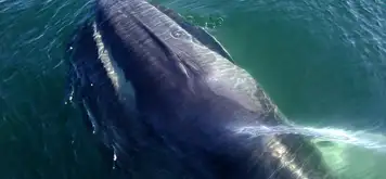 Image related to Stellwagen Bank Marine Sanctuary