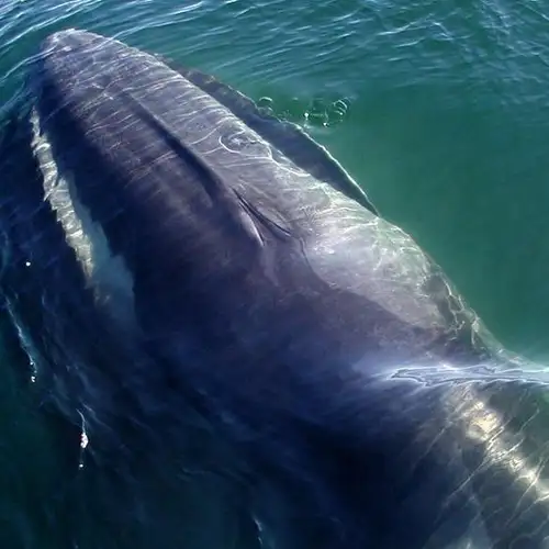 Image related to Stellwagen Bank Marine Sanctuary