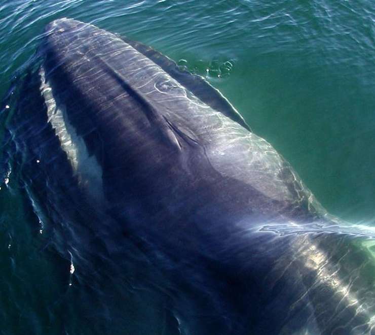 Stellwagen Bank Marine Sanctuary