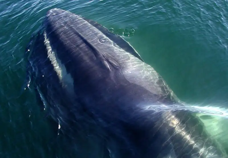 Stellwagen Bank Marine Sanctuary