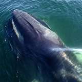 Stellwagen Bank Marine Sanctuary