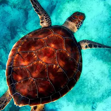 Image related to Turtle Sanctuary