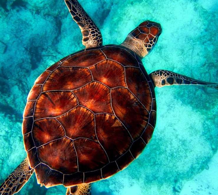 Turtle Sanctuary