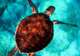 Turtle Sanctuary