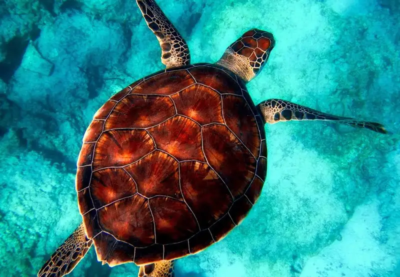 Turtle Sanctuary