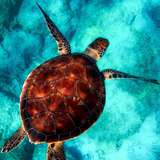 Image related to Turtle Sanctuary