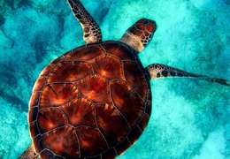 IgluCruise.Application.ViewModels.Shared.WebImageViewModel?.Description