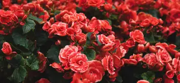 Image related to Halifax Public Gardens