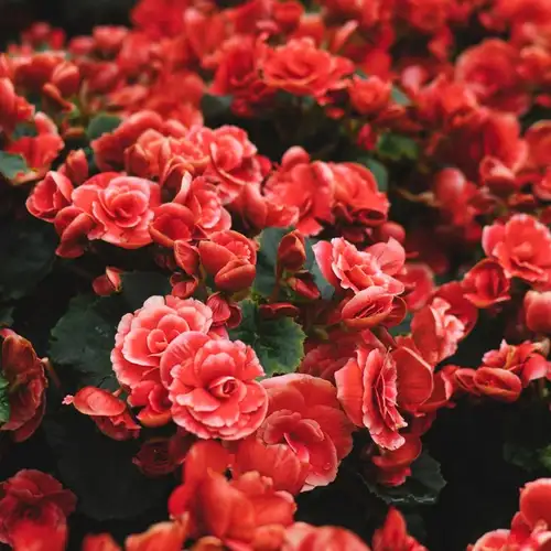 Image related to Halifax Public Gardens