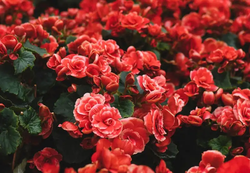 Image related to Halifax Public Gardens