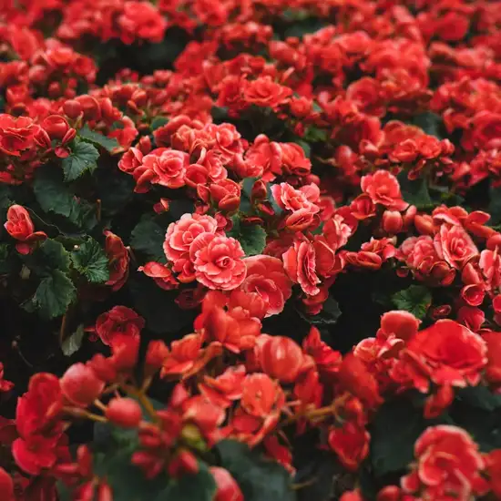 Image related to Halifax Public Gardens