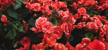 Image related to Halifax Public Gardens