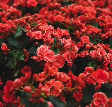 Image related to Halifax Public Gardens