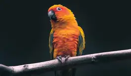 Image related to  River Bird Park 