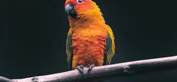 Image related to  River Bird Park 