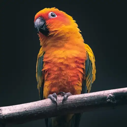 Image related to  River Bird Park 