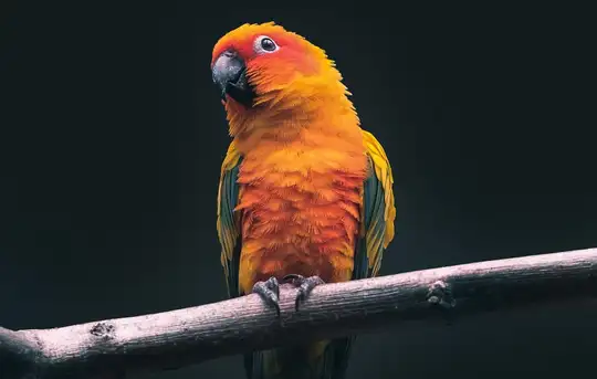 Image related to  River Bird Park 