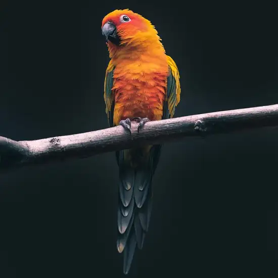 Image related to  River Bird Park 