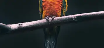 Image related to  River Bird Park 