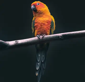 Image related to  River Bird Park 