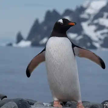 Image related to Gentoo Penguin